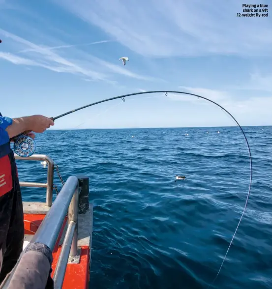  ??  ?? Playing a blue shark on a 9ft 12-weight fly-rod