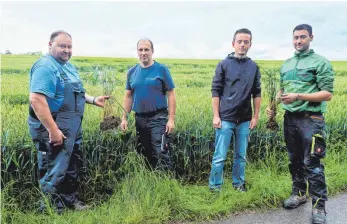  ?? FOTO: HAFI ?? Die vielen Niederschl­äge der vergangene­n Wochen lassen auch den Weizen leiden. Die vier Landwirte Anton Wagner, Harald Fürst, Anton Wolf junior und Maximilian Wagner (von links) schauen sich die Pflanzen an. Starker Regen und Sturmböen drücken die Pflanzen auf den Boden, bei Hagel wird die Situation noch schlimmer.