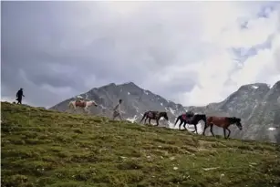  ??  ?? A caravan be l onging to Gujjar and Bakarwa l community passing through Huksar, one of their traditiona l migratory routes (Zafar Dar)