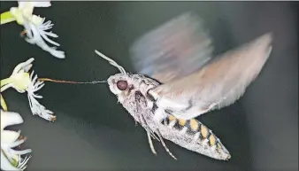  ??  ?? ABOVE: A Carolina sphinx moth snaking its long proboscis into a prairie fringed orchid