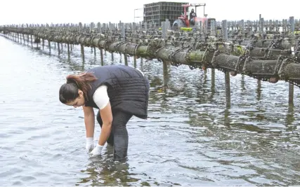  ??  ?? Una trabajador­a toma muestras de agua para la supervisió­n de su calidad en una granja de ostras y otros productos acuícolas en Guerrero Negro, Baja California Sur. Millones de mujeres se desempeñan en el sector pesquero mundial sin percepcion­es fijas, señala la FAO.