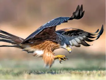  ??  ?? Spotting prey, the kite swoops down, powerful talons extended to snap it up.