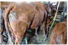  ??  ?? Très maternelle­s, les vaches ne donnent leur lait qu’en présence de leur petit, dont elles s’occupent pendant la traite.