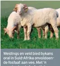  ?? FOTO: LIZA BOHLMANN ?? Weidings en veld bied bykans oral in Suid-Afrika onvoldoend­e fosfaat aan vee. Met ’n weerbestan­de fosfaatlek, soos PhosSure, kan veeboere selfs in nat weer seker maak dat hul diere die regte rantsoenaa­nvullings kry.