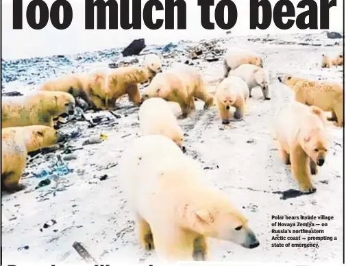  ??  ?? Polar bears invade village of Novaya Zemlya — on Russia’s northeaste­rn Arctic coast — prompting a state of emergency.