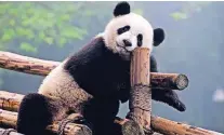  ??  ?? Hauptattra­ktion sind die Pandabären. Eine der größten Zuchtstati­onen des Landes kann man in Chengdu besuchen.