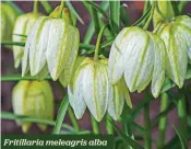  ??  ?? Fritillari­a meleagris alba
White fritillary, good for naturalisi­ng H x S 30cm x 10cm F Apr-May 15 bulbs £5.25