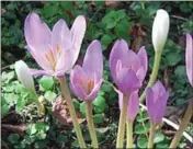  ??  ?? Colchicum autumnale