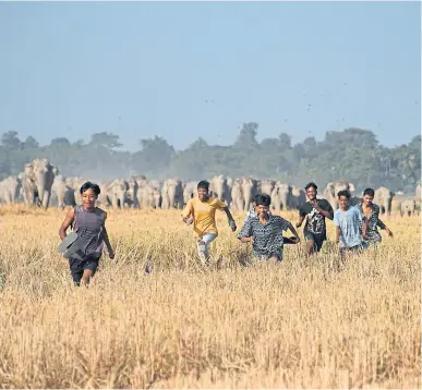  ?? ?? People in Assam, India, run away from a herd of wild elephants searching for food near a rice paddy field.