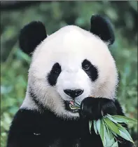  ??  ?? Did giant pandas originate in Europe?