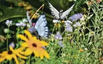  ?? Robin Jerstad / Contributo­r file photo ?? A generous gift would be a gift certificat­e to cover the cost of installing a butterfly garden.
