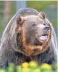  ??  ?? Grizzly bears are at the center of a dispute being heard by U.S. District Judge Dana Christense­n.