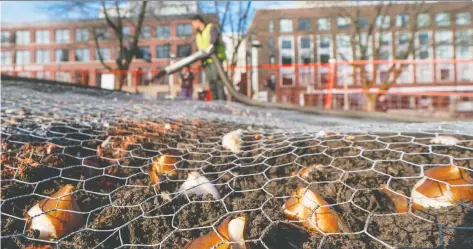  ?? RICHARD LAM/PNG ?? Top soil is blown on to just-planted tulip bulbs at Victory Square at Cambie and Hastings on Wednesday.