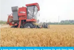  ??  ?? A farmer harvests wheat in Xizhuang Village of Tangshan City, north China’s Hebei Province, June 18, 2019. (Xinhua/Liu Mancang)