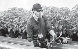  ?? Jay Janner/Austin American-Statesman
via AP ?? ■ Justin Russin, a cultivatio­n technician at Compassion­ate Cultivatio­n, works Jan. 17 in a grow room at the facility in Manchaca, Texas.