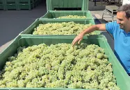  ??  ?? QualitàIer­i l’inizio della vendemmia alla Cantina di Terlano