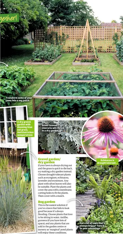  ??  ?? Transform some of your lawn into a veg patch Silver-leaved cineraria will thrive in a dry garden Echinacea is drought tolerant... Got a bit of lawn that’s always boggy? Turn it to your advantage