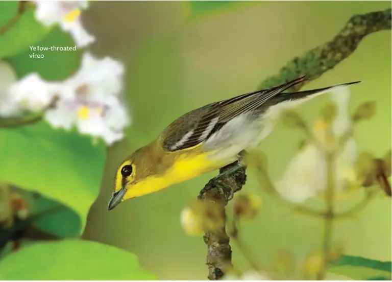  ??  ?? Yellow-throated vireo