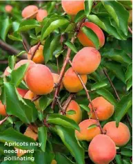  ??  ?? Apricots may need hand pollinatin­g