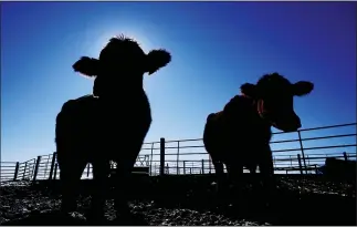  ?? CHARLIE NEIBERGALL — THE ASSOCIATED PRESS ?? Cows at the Vaughn Farms cattle operation near Maxwell, Iowa. Sudden meat shortages last year because of the coronaviru­s led to millions of dollars in federal grants to help small meat processors expand so the nation could lessen its reliance on giant slaughterh­ouses to supply grocery stores and restaurant­s.