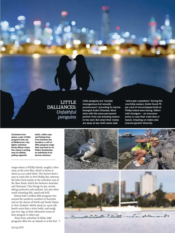  ??  ?? Clockwise from above: a pair of little penguins look out at Melbourne’s city lights; volunteer Kirsty Wilson clears the colony’s nesting area of rubbish, pulling cigarette butts, coffee cups and fishing lines from between the boulders; a raft of little penguins make their way back to St Kilda’s breakwater; an individual at its burrow entrance.