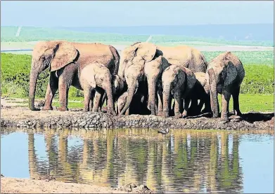  ?? Picture: GERMARI HERSELMAN ?? GENTLE GIANTS: A group of African elephants have their turn to get an early-morning drink at the Hapoor Dam in the Addo Elephant National Park