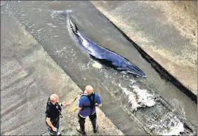  ?? REUTERS ?? Attempts underway to refloat a baby whale stranded along River Thames.