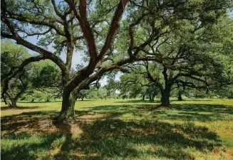  ?? Courtesy of The Ranches at Mustang Creek ?? From the moment you enter this gated paradise, you’ll be in awe. The most gorgeous live oaks you’ve ever seen run throughout the property — we’re talking live oaks so old that some of them take three different people to get their arms around.