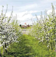  ?? FOTO: NOAH VINZENS ?? Rund um Kippenhaus­en blühen gerade die Obstbäume. Der Ausbauvari­ante B1 würden große landwirtsc­haftliche Flächen zum Opfer fallen.