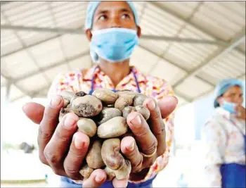  ?? HONG MENEA ?? The Kingdom exported 79.473.51 tonnes of cashew nuts in January-February.