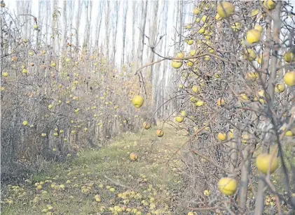  ?? DIARIO RIO NEGRO ?? Riesgos. La acumulació­n de fruta sin cosechar es un caldo de cultivo ideal para las plagas.