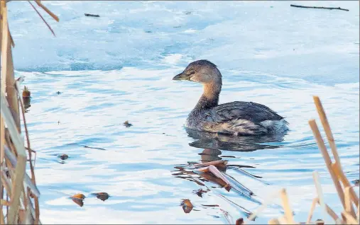  ?? BRUCE MACTAVISH PHOTO ?? The Quidi Vidi Lake pied-billed grebe cautiously eyes the camera before slipping under the water and making an escape.