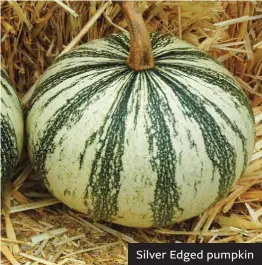  ??  ?? Silver Edged pumpkin