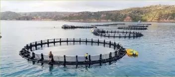  ?? ?? Left: Barramundi Group’s Australian farm