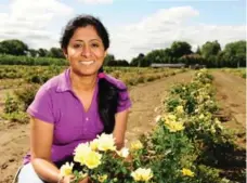  ?? GREIG REEKIE/VINELAND RESEARCH STATION ?? Parminder Sandhu is part of the team at Vineland that developed the new Canadian Shield rose.