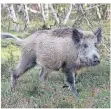  ?? FOTO: DPA ?? Um Nordrhein-Westfalen vor der Schweinepe­st zu schützen, sollen Wildschwei­ne in Grenzgebie­ten verstärkt gejagt werden.