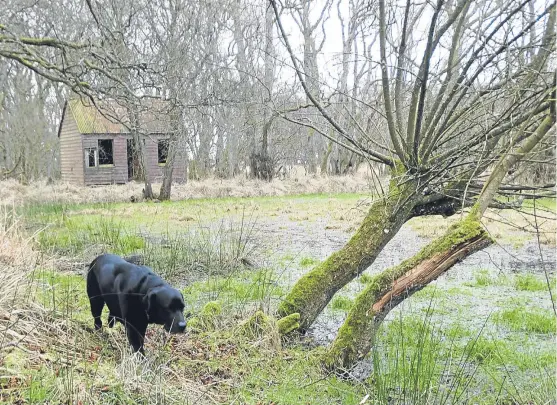  ?? Picture: Angus Whitson. ?? Inka inspects the old outdoor curling rink at Duns Dish.