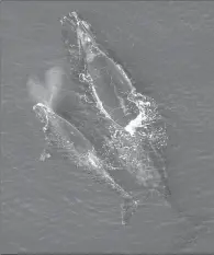  ?? Wikimedia Commons ?? A mother North Atlantic right whale and her calf.