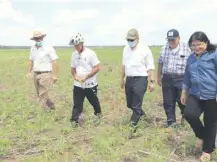  ??  ?? El ministro Bertoni visitó el cultivo denunciado como irregular.