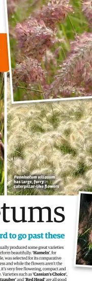  ?? Pennisetum villosum ?? has large, furry caterpilla­r-like flowers
