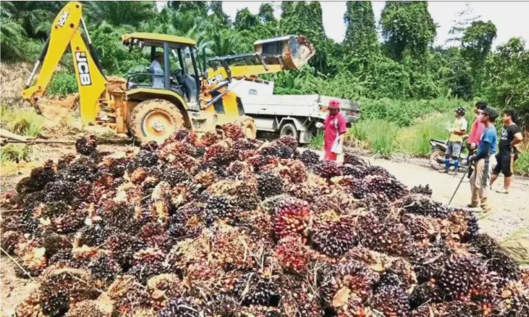  ??  ?? Weak demand: The price of CPO has fallen by about 14% year-to-date and it is trading at RM2,147 per tonne. Inventory has swelled 43% to 2.19 million tonnes as of end-June.