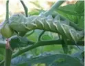  ??  ?? Scientists studied how a plant’s defence system could affect caterpilla­rs.