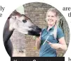  ??  ?? Keeper Gemma with One the Okapi