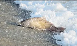  ?? COURTESY OF DAN SARKA, ALAMEDA CREEK ALLIANCE ?? The recent storm triggered the migration of Chinook salmon into lower Alameda Creek in Fremont. They are blocked from moving upstream by a cement weir, but constructi­on of a fish migration ladder is nearing completion.