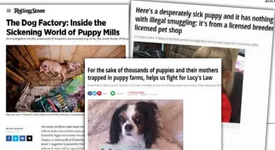  ??  ?? Puppy farming in the US has prompted big investigat­ions.