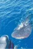  ?? ?? Tony and Matty Lee enjoyed a visit from a gigantic whale shark when they recently fished Broadhurst Reef.