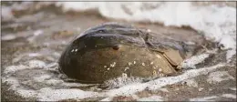  ?? Brian A. Pounds / Hearst Connecticu­t Media ?? A horseshoe crab at Jennings Beach in Fairfield on Oct. 1, 2020.