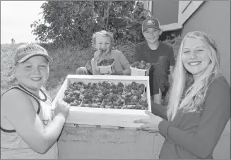  ?? SALLY COLE/THE GUARDIAN ?? Allan Coffin’s grandchild­ren display some of the berries they helped pick on Tuesday at Coffin’s Berry Farm. From left are Jared Cadieux, 12, William Coffin, 7, Cayle Coffin, 12, and Jayde Cadieux, 15. The farm’s U-pick is expected to open later this...