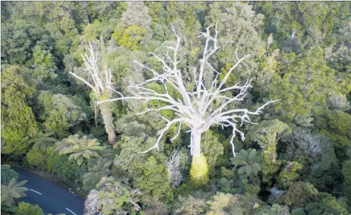  ?? PICTURE / FILE ?? An aerial view of a kauri tree infected with Kauri Dieback Disease in Waipoua Forest.