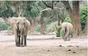  ??  ?? The Duke of Cambridge meets children on his latest conservati­on trip, above, and will host a summit on the plight of the continent’s elephants, left